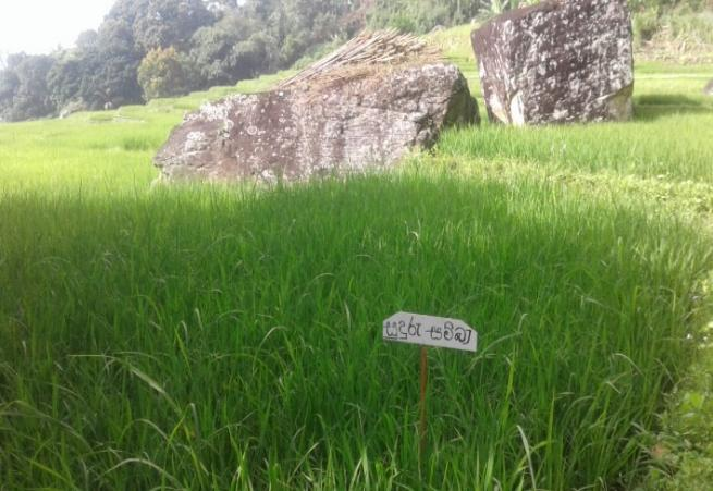 Water management in the paddy fields