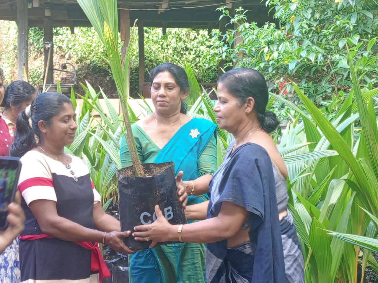 Coconut seedlings distributed to rural families in Ududumbara by CDC