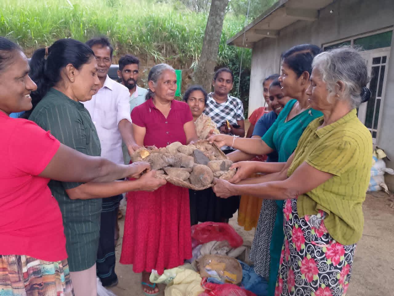Indigenous yam varieties and seedlings prepared for distribution by CDC